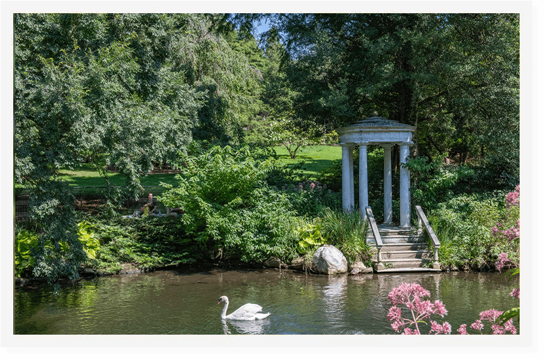 Swan in a pond